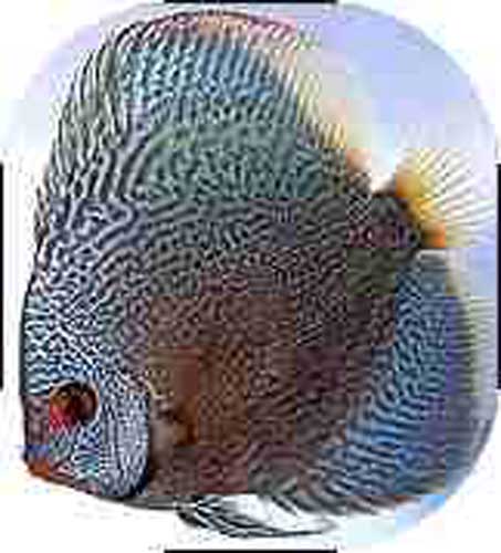 Blue Snakeskin Discus Fish - 2 inch